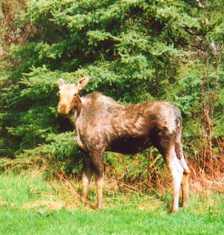 A young Isle Royale moose stops by for a visit