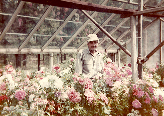 Max Finley Sr in his greenhouse in Gwinn, MI, circa 1950s